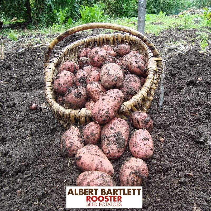 dt-brown SEED POTATOES Potato Rooster (Maincrop Albert Bartlett Seed Potato) AGM