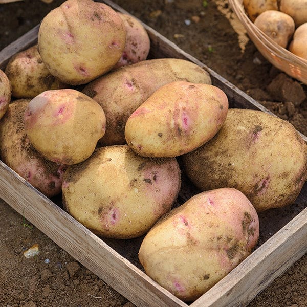 dt-brown SEED POTATOES 1kg (approx 8-14 tubers) Potato Cara (Late Maincrop Seed Potato)