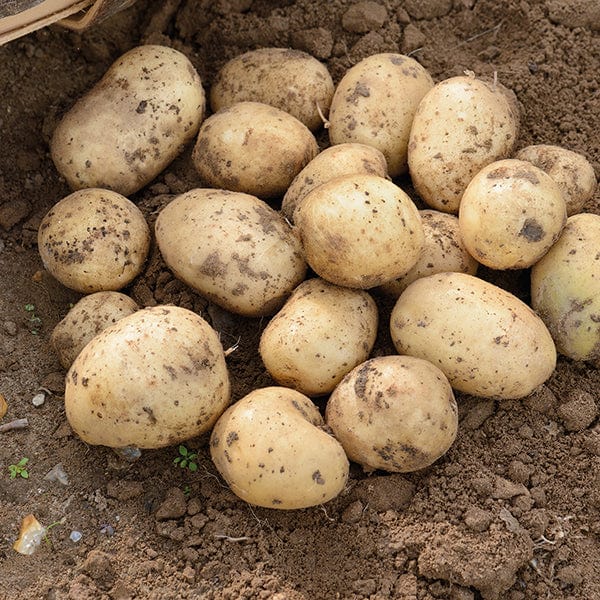 dt-brown 1kg (approx 8-14 tubers) Potato Casablanca (Extra Early Seed Potato) AGM