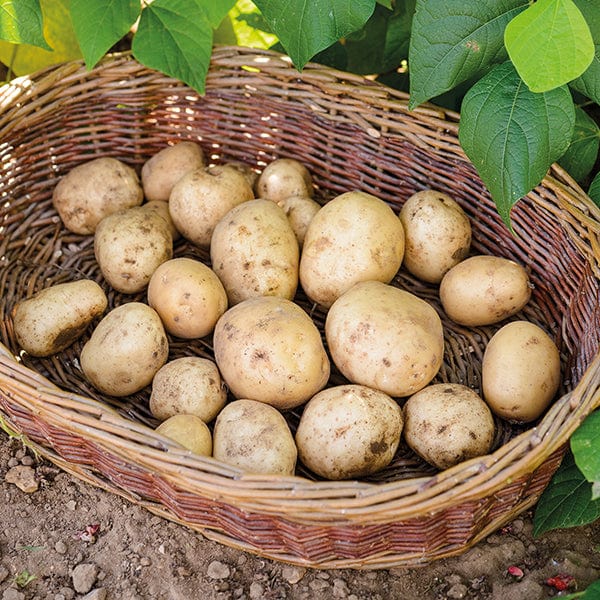 dt-brown SEED POTATOES Potato Foremost (First Early Seed Potato) AGM