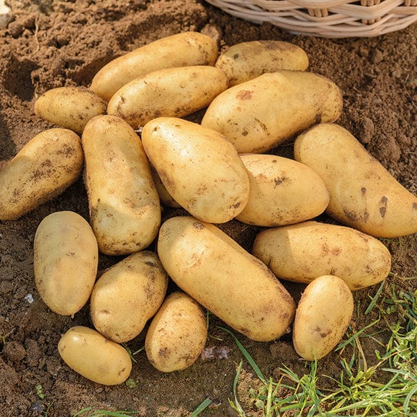 dt-brown SEED POTATOES 1kg (approx 8-14 tubers) Potato Jazzy (Second Early Seed Potato) AGM