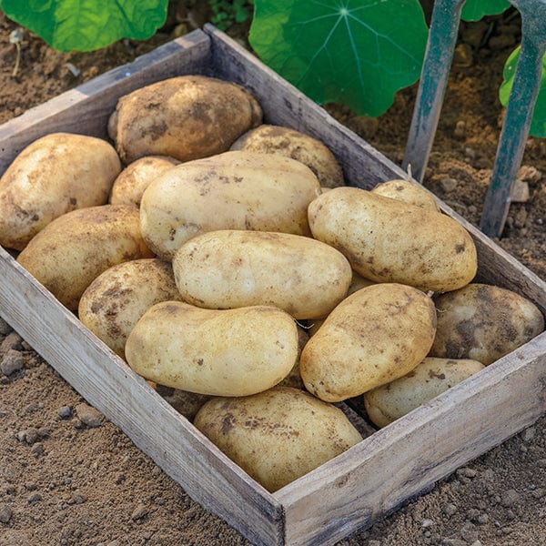 dt-brown SEED POTATOES 1kg (approx 8-14 tubers) Potato Maris Piper (Maincrop Seed Potato) AGM