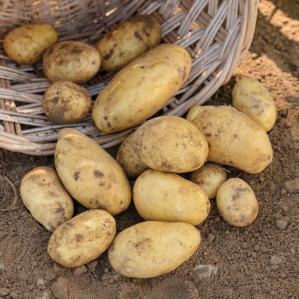 dt-brown SEED POTATOES Potato Nicola - Second Cropping