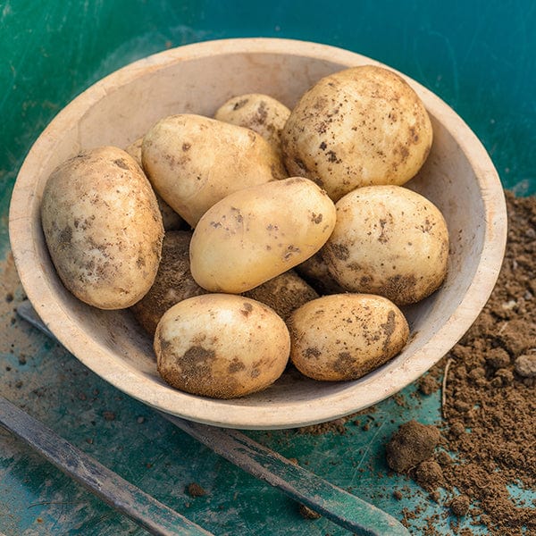 dt-brown SEED POTATOES 1kg (approx 8-14 tubers) Potato Pentland Javelin (First Early Seed Potato)