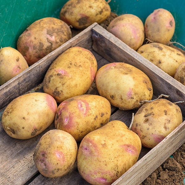 dt-brown SEED POTATOES 1kg (approx 8-14 tubers) Potato Picasso (Maincrop Seed Potato) AGM