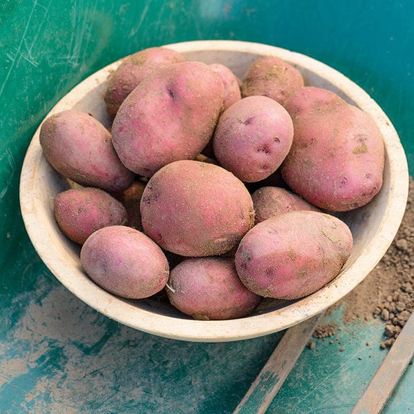 dt-brown SEED POTATOES Kitchen Classics Seed Potato Collection