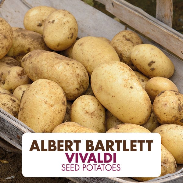 dt-brown SEED POTATOES Potato Vivaldi AGM (Second Early Seed Potato) AGM