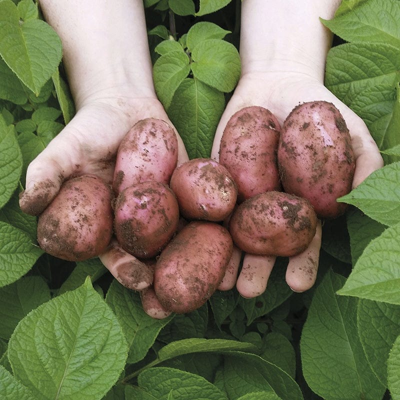 dt-brown SEED POTATOES Potato Sarpo Una (Second Early Seed Potato)