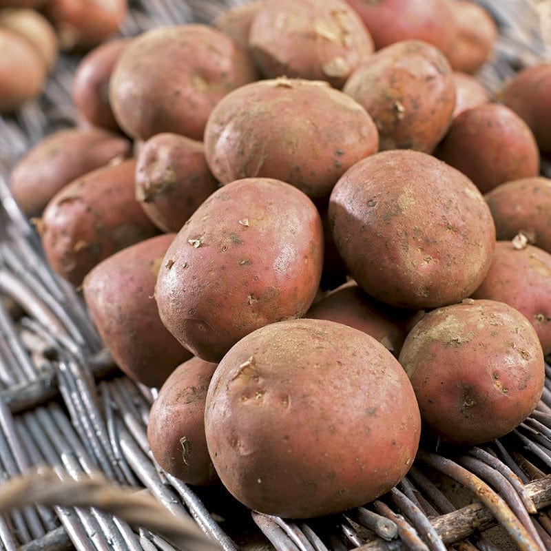 dt-brown SEED POTATOES Setanta (Maincrop Seed Potato)