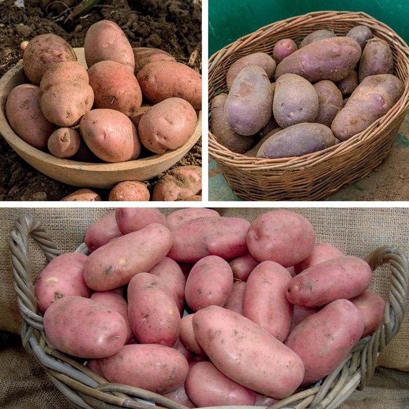 dt-brown SEED POTATOES Blight Resistant Sarpo Potato Collection