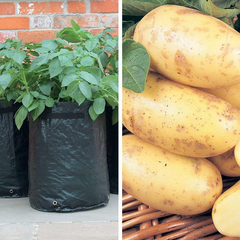 dt-brown SEED POTATOES Second cropping Charlotte potato kit