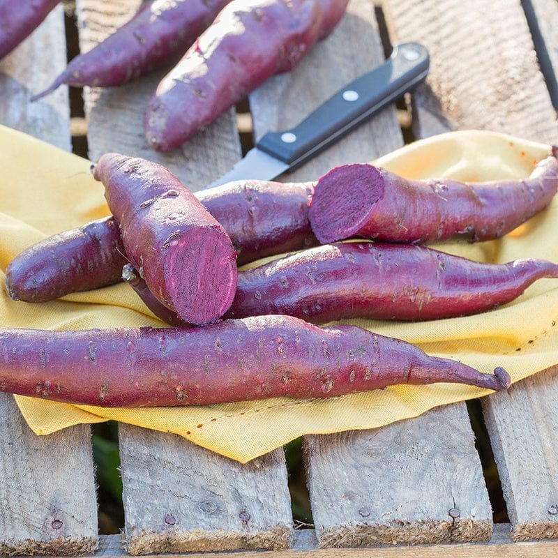 dt-brown 5 Plants Sweet Potato Erato Violet Plants