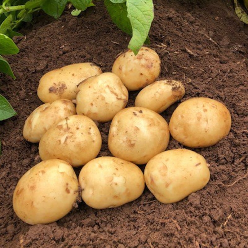 dt-brown SEED POTATOES 1kg (approx 8-14 tubers) Potato Acoustic (Second Early Seed Potato)