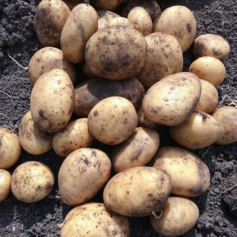 dt-brown SEED POTATOES Potato Marvel Seed Potato