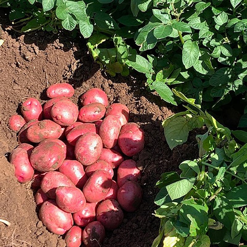 dt-brown SEED POTATOES Potato Caledonian Rose (Maincrop Seed Potato)