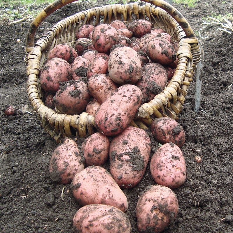 dt-brown SEED POTATOES 1kg (approx 8-14 tubers) Potato Rooster (Maincrop Albert Bartlett Seed Potato) AGM