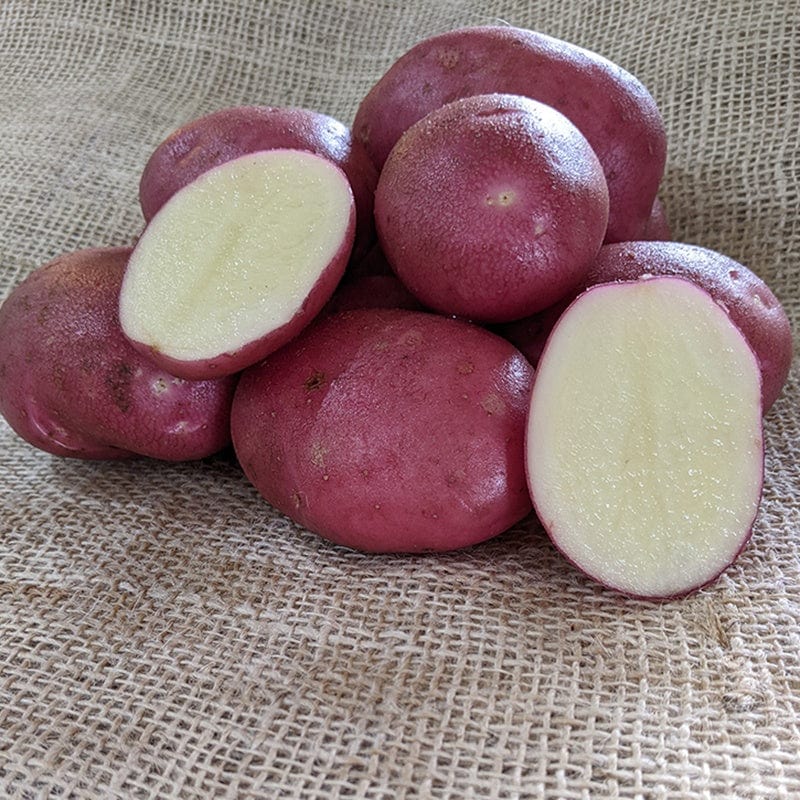 dt-brown SEED POTATOES Potato Java (Maincrop Seed Potato)