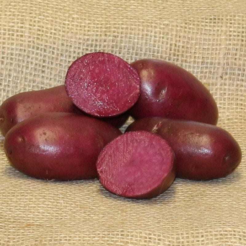 dt-brown SEED POTATOES Potato Heidi Red (Maincrop Seed Potato)