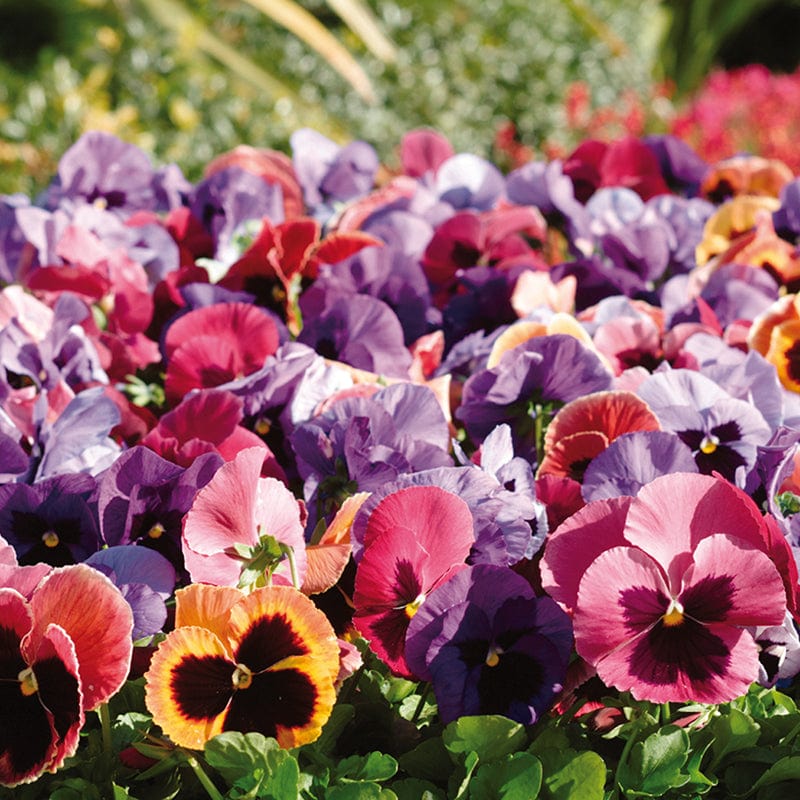 dt-brown FLOWER PLANTS Pansy Matrix Mix Coastal Sunrise UK Flower Plants