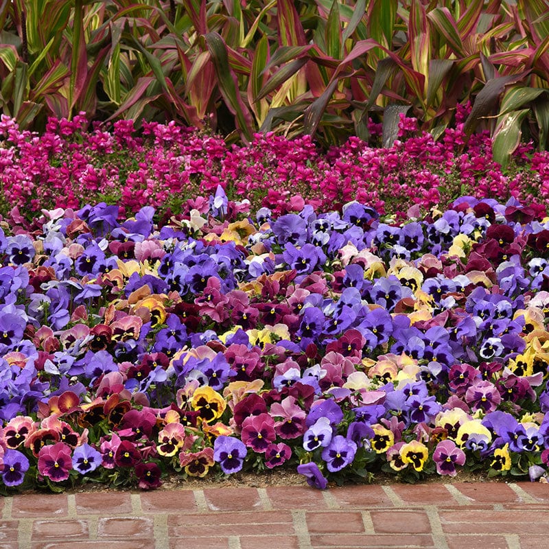 dt-brown FLOWER PLANTS Pansy Matrix Mix Coastal Sunrise UK Flower Plants