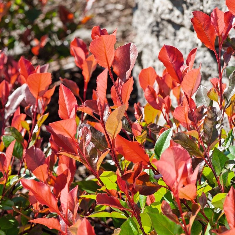 dt-brown FLOWER PLANTS Photinia Red Robin