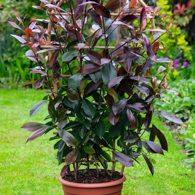 dt-brown FLOWER PLANTS 2 x 3 Litre Potted Plants Photinia Red Robin