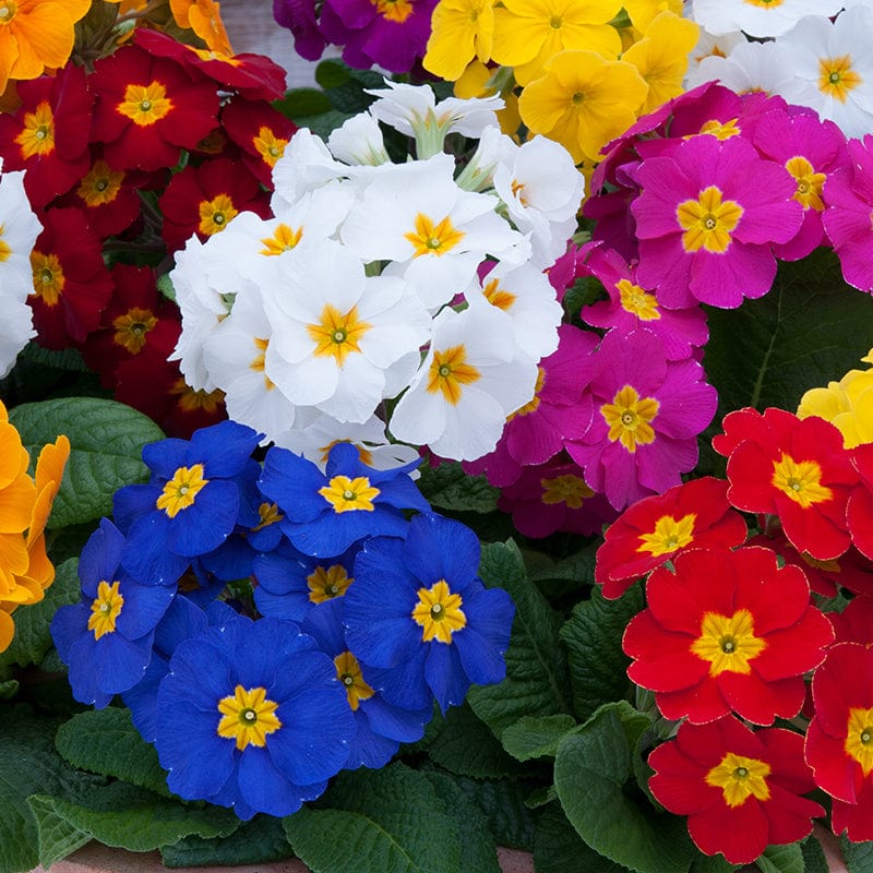 dt-brown FLOWER PLANTS Polyanthus Crescendo Mixed F1 Flower Plants