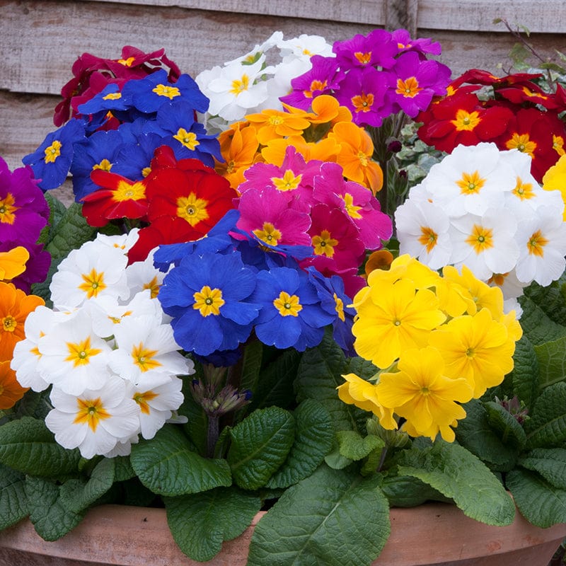 dt-brown FLOWER PLANTS Polyanthus Crescendo Mixed F1 Flower Plants