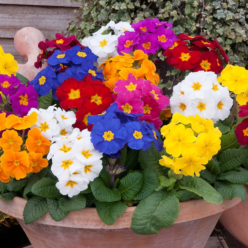 dt-brown FLOWER PLANTS 2x 30 garden ready plants Polyanthus Crescendo Mixed F1 Flower Plants