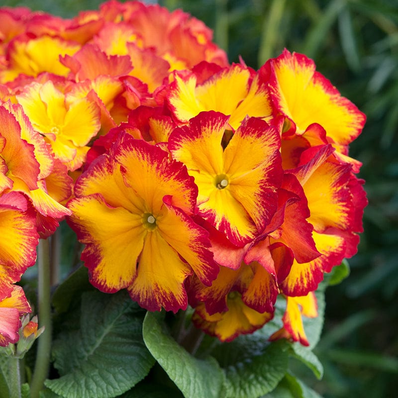 dt-brown FLOWER PLANTS Polyanthus Showstopper Fire Dragon F1 Plants