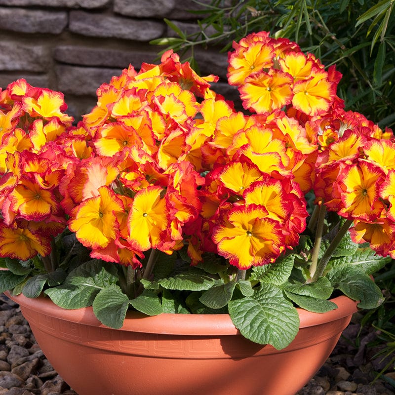 dt-brown FLOWER PLANTS Polyanthus Showstopper Fire Dragon F1 Plants