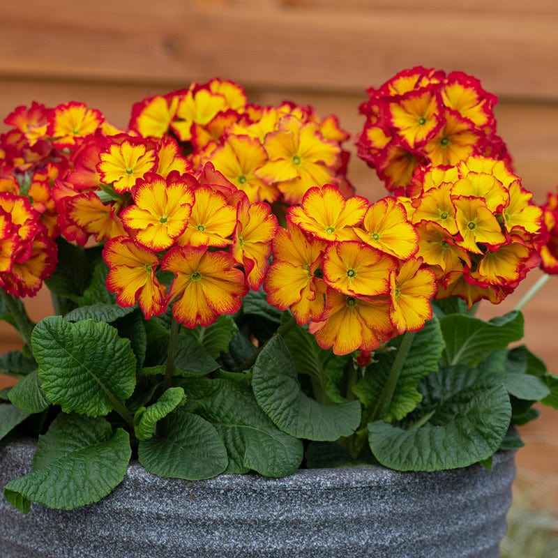 dt-brown FLOWER PLANTS Polyanthus Showstopper Fire Dragon F1 Plants