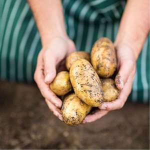 dt-brown SEED POTATOES The Ultimate All in One Potato Kit