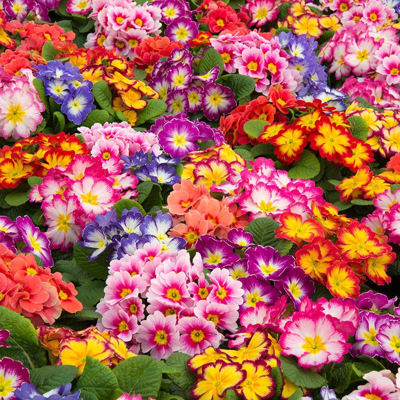 dt-brown FLOWER PLANTS Primula Alaska Mix Bicolour Flower Plants