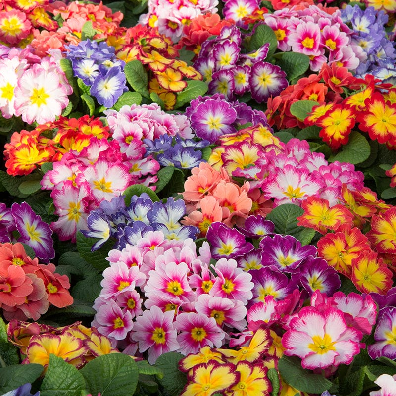 dt-brown FLOWER PLANTS 2x 30 garden ready plants Primula Alaska Mix Bicolour Flower Plants