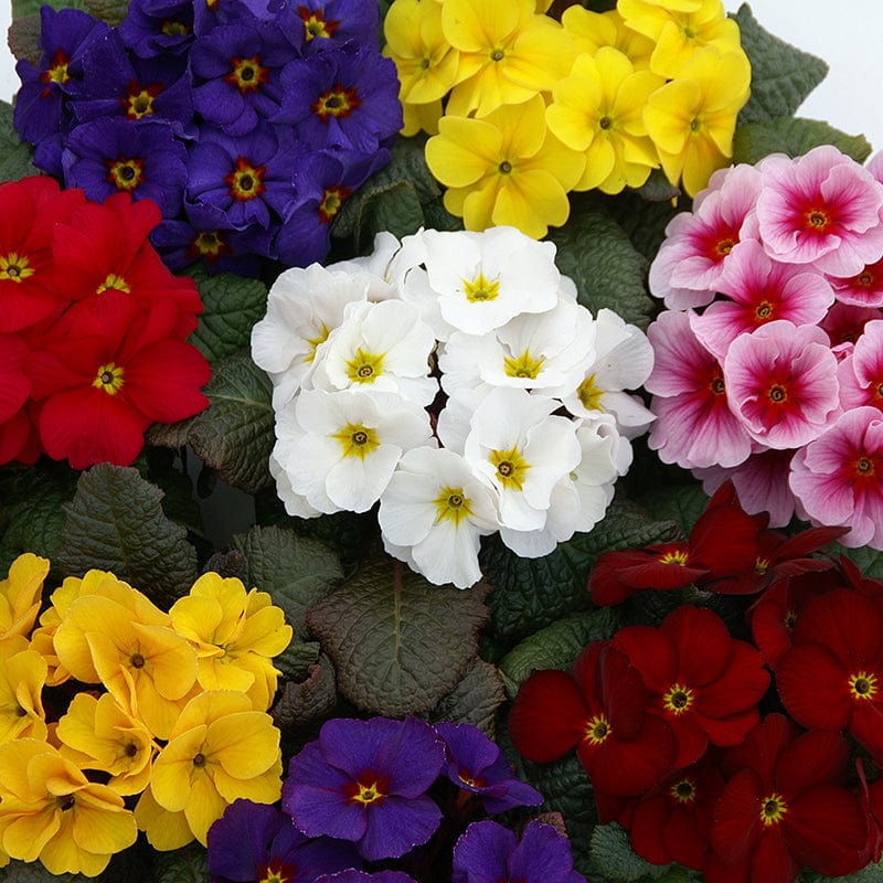 dt-brown FLOWER PLANTS Primula Wanda XP Mix Flower Plants