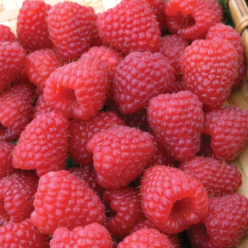 dt-brown 6 Canes Raspberry Polka AGM Fruit Canes (Primocane)