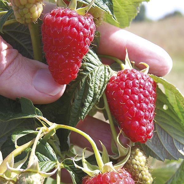 Raspberry Canes Autumn Treasure From D.T.Brown