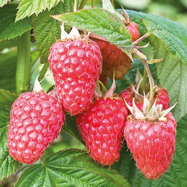 dt-brown 6 Canes Raspberry Malling Juno Fruit Plants (Floricane)