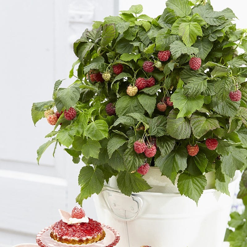 dt-brown 2ltr Potted Plant Raspberry Yummy Fruit Plant