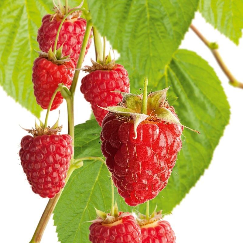 dt-brown FRUIT Raspberry Heritage Fruit Canes (Primocane)