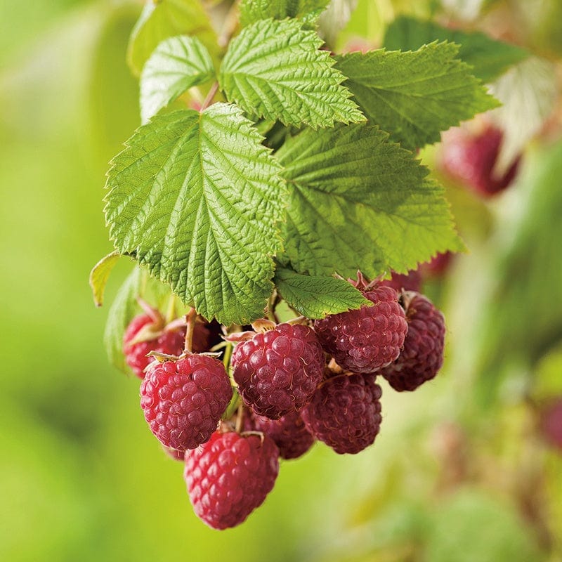 dt-brown FRUIT Raspberry Heritage Fruit Canes (Primocane)