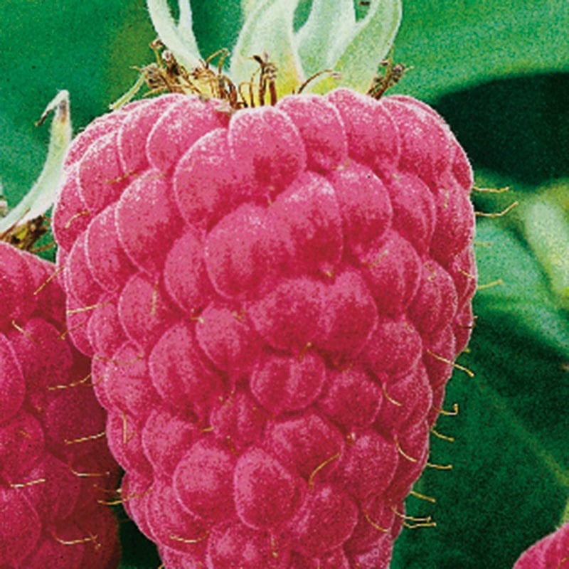 dt-brown FRUIT Raspberry Malling Promise Fruit Canes (Floricane)