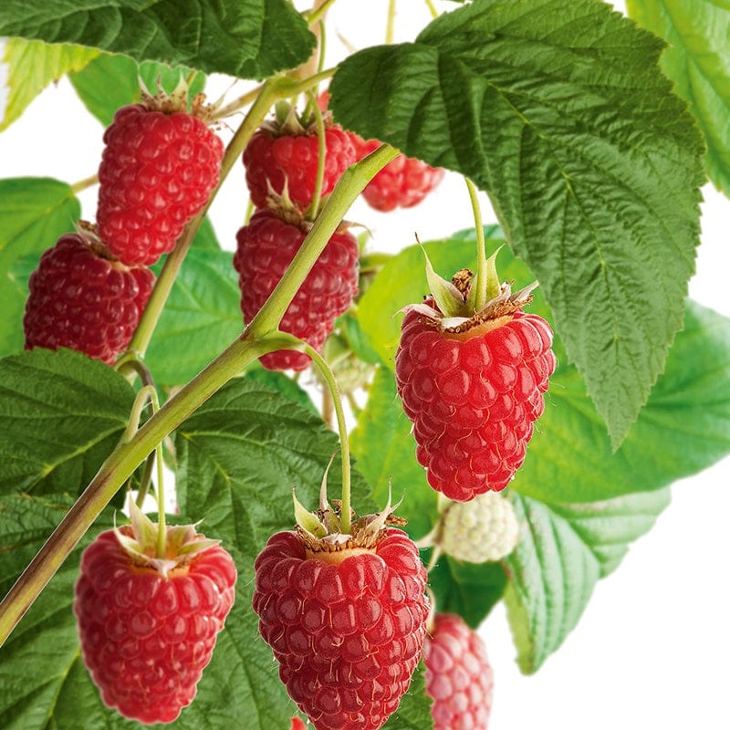 dt-brown FRUIT Raspberry Malling Promise Fruit Canes (Floricane)