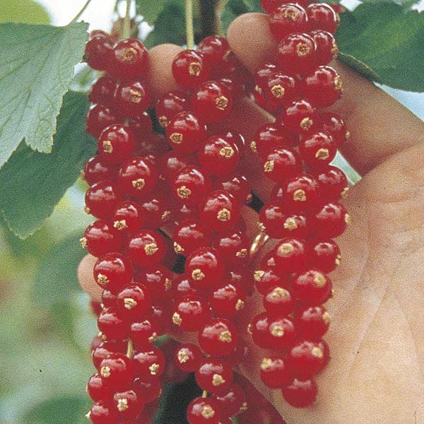 dt-brown FRUIT Redcurrant Rovada Fruit Plant