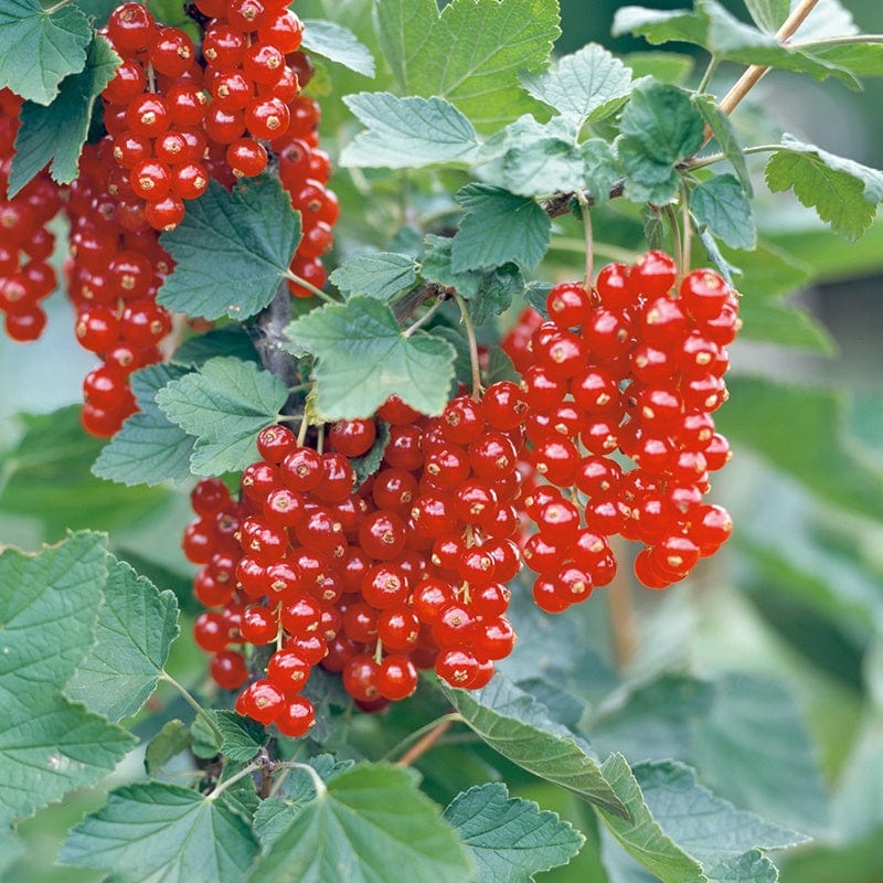 dt-brown FRUIT Redcurrant Junifer Fruit Plant