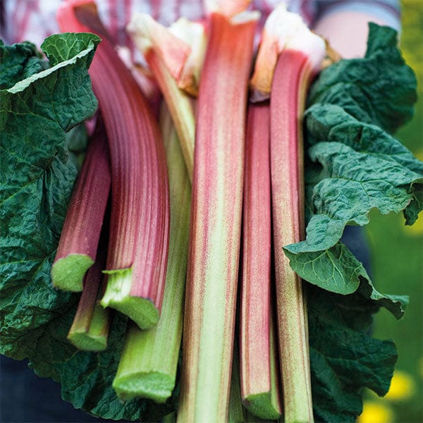 dt-brown FRUIT Rhubarb Poulton's Pride Plant