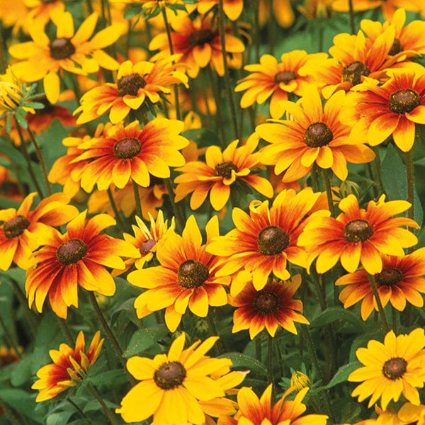 dt-brown FLOWER PLANTS 30 Garden Ready Plants Rudbeckia Toto Mixed F1 Plug Plants