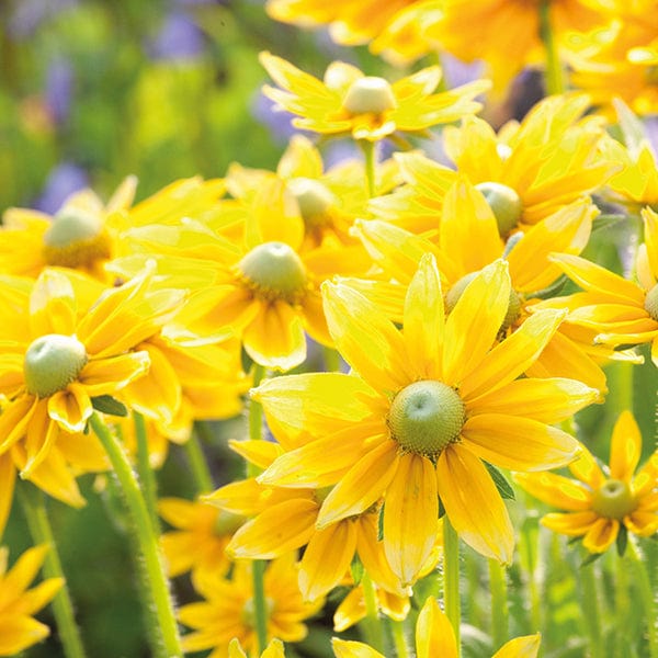 dt-brown FLOWER PLANTS Rudbeckia Prairie Sun Plug Plants