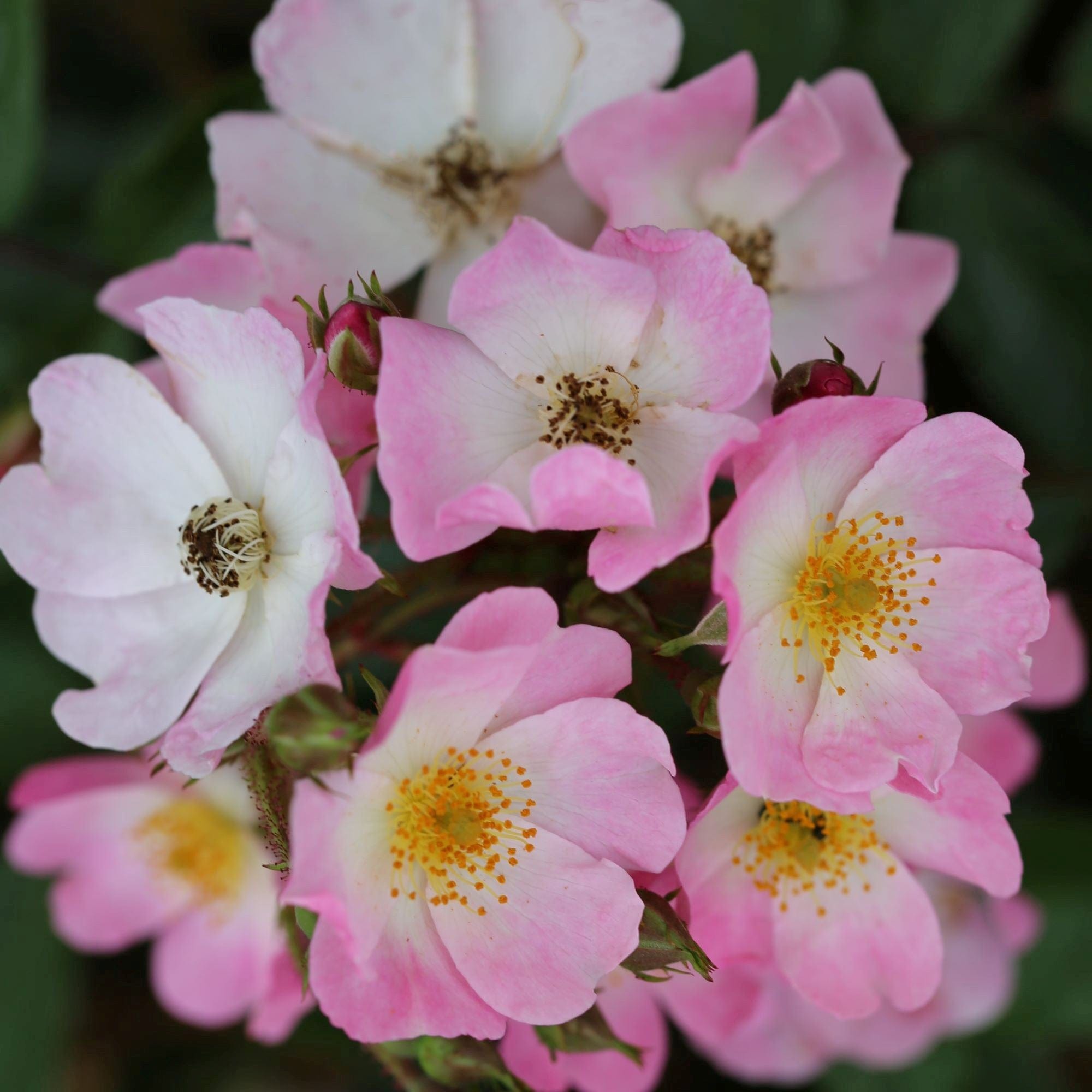 dt-brown FLOWER PLANTS 3 x bare root Rose Ballerina (Shrub) Plants